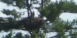 Eagle's nest at Tamarac NWR