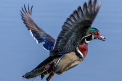 Wood-Duck-copy-by-Dave-Baer