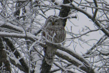 winter-owl