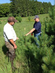 steve-sox-discussing-white-pine-growth-mg