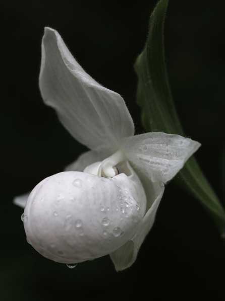W-2014-Tamarac-Plant-Life-First-Place_-White-Lady-Slipper-by-Lee-Kensinger