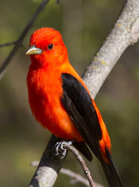 W-2014-Tamarac-Wildlife-First-Place_Scarlet-Tanager-by-Dale-Rehder