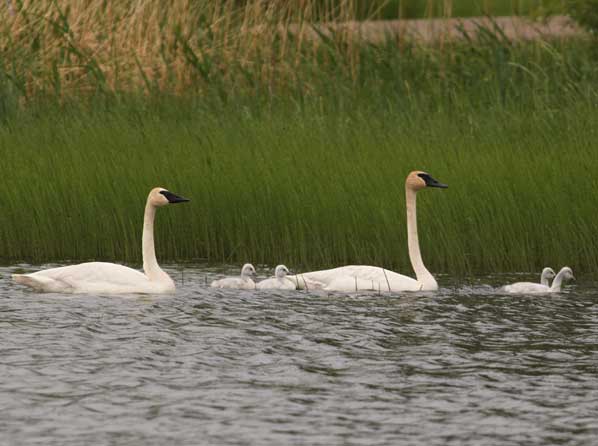 W-2014-Tamarac-Youth-13-to-17-First-Place_Pair-of-Swans-with-Babies-by-Jacob-Teiken