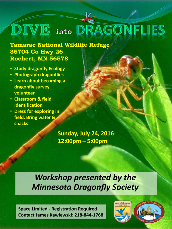 Dive-into-Dragonflies-Final