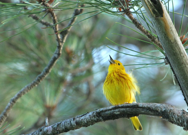 Yellow-Warbler